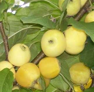 Яблоня сорт Китайка Золотая ранняя | Саженцы плодовых деревьев в Москве и МО