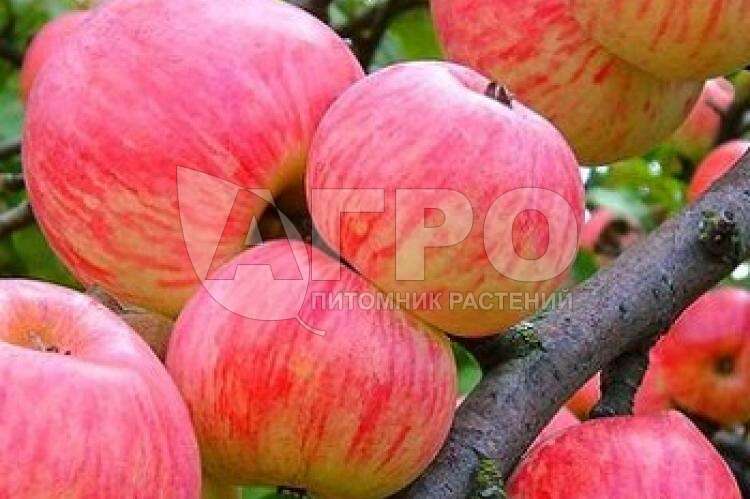 Яблоня сорт Осеннее полосатое