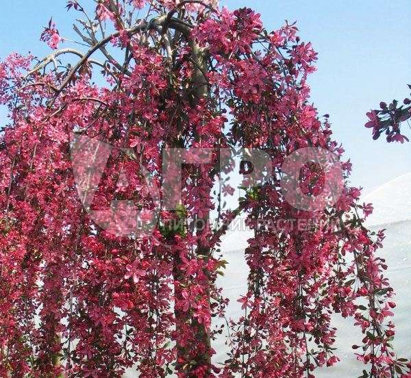 Яблоня плакучая Royal Beauty | Саженцы декоративных деревьев в Москве и МО
