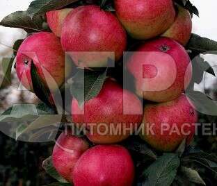 Яблоня колоновидная Созвездие - Купить саженцы плодовых деревьев в Москве иМО
