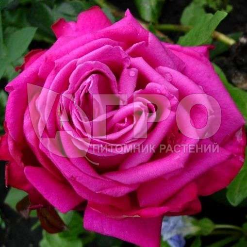 Розы Чайно Фото