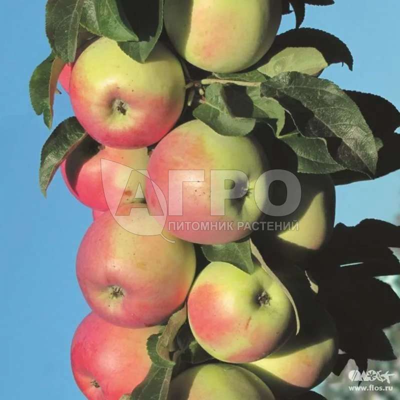 Колонновидная яблоня Зеленый Шум описание и характеристики сорта, фото, отзывы