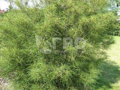 крушина asplenifolia ломкая
