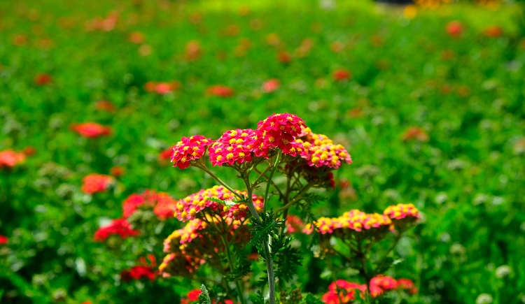 Цветы Саженцы Интернет Магазин Садовых Растений