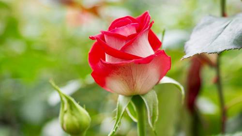 Купить посадочный материал цветов в интернет купить кашпо подвесное для цветов в интернет
