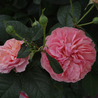 Английско-парковая кустовая роза Абрахам-Дерби