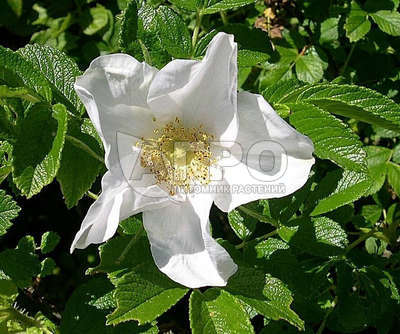 Роза морщинистая 'Alba'