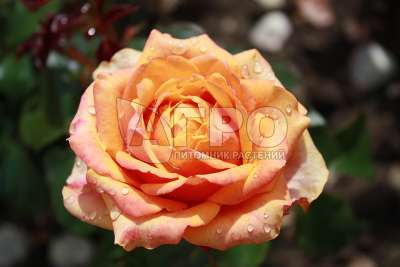 Роза Чайно-гибридная Черри Бренди, Внутренняя сторона оранжевая, изнанка винно-красная