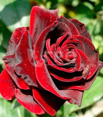Роза Чайно-гибридная Блек Меджик, Темно-красная