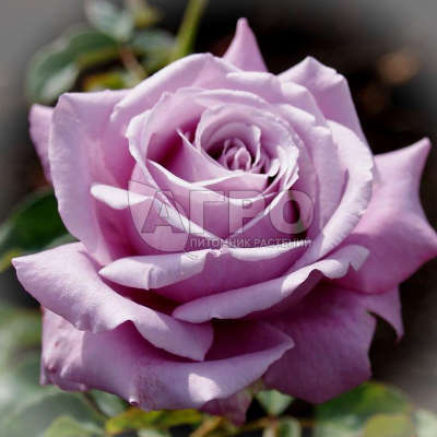 Роза Чайно-гибридная Блю Парфум, Пурпурно-лавандовая