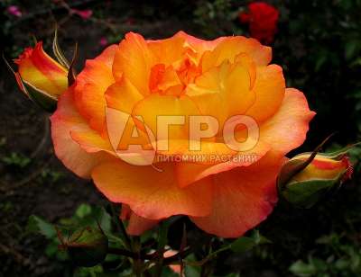 Роза Шраб Сахара, Оранжево-розовая