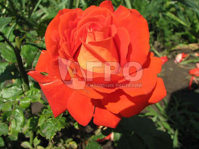 Роза Чайно-гибридная Верано, Оранжевая