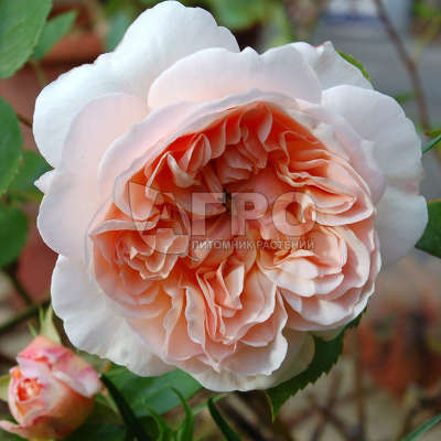 Роза Английско-парковая Эвелин, Желтая с легким розовым оттенком