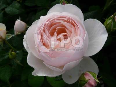 Роза Английско-парковая Хэритейдж, Нежно-розовая