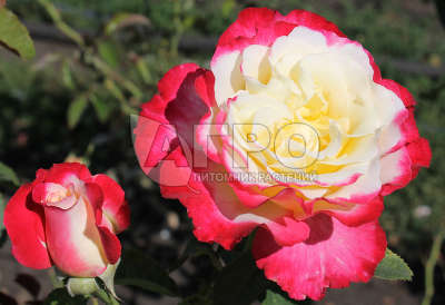 Роза Чайно-гибридная Дабел де Лайт, Белая с розовым очень ароматная