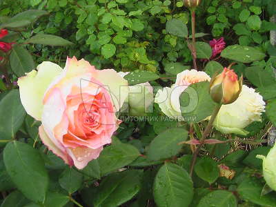 Роза Чайно-гибридная Джалита, Розово-абрикосовые с кремово-белой стороной