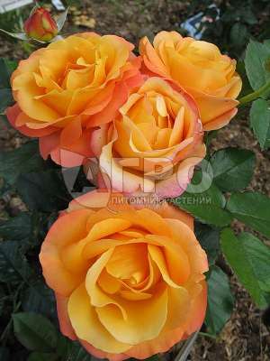 Роза Чайно-гибридная Ибица, Оранжево-желтая с розовым краем