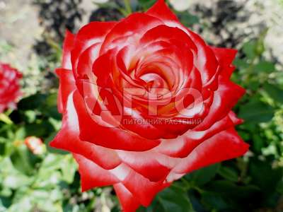 Роза Чайно-гибридная Императрица Фарах, Белая с ярко красной каймой