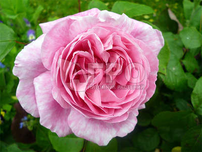 Роза Парковая Мери Роуз, Ярко-розовая