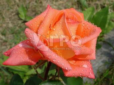 Роза Чайно-гибридная Миракл, Оранжевая