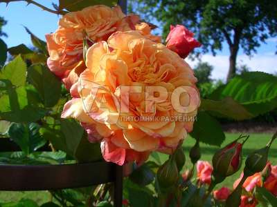 Роза Плетистая Алоха, Абрикосовая с розовыми и красными тонами