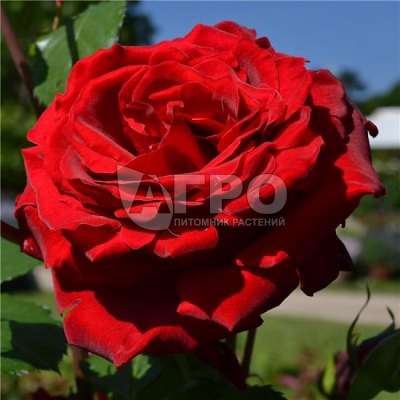 Роза Плетистая Грандесса, Темно-красная
