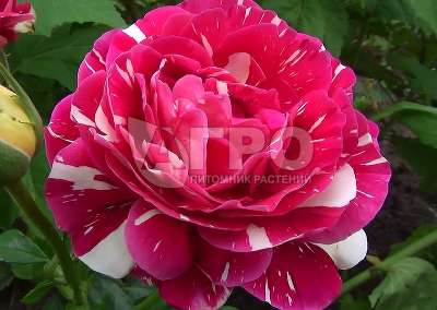 Роза Чайно-гибридная Пестрая Фантазия, Малиновая, полосатая