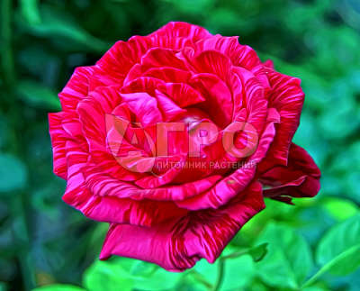 Роза Чайно-гибридная Ред Интуишн, Красная с бордовыми штрихами