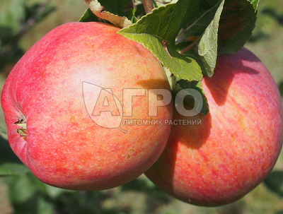 Яблоня осенняя Осеннее Полосатое