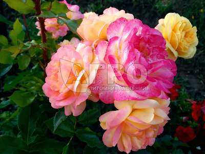 Роза флорибунда Лампион, Желто-красная