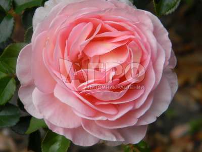 Роза Английско-парковая Абрахам Дерби, Розово-персиковая
