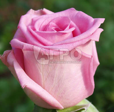 Роза Чайно-гибридная Аква, Розово-сиреневая