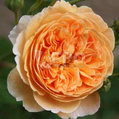 Роза Английско-парковая Краун Принцесс Мэргэрит, Абрикосово-оранжевый