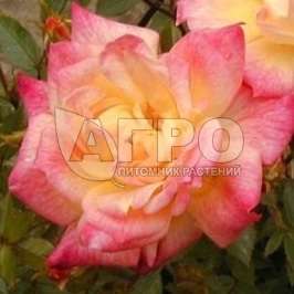 Роза Почвопокровная Tricolor, розово-желтая