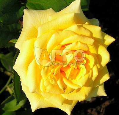 Роза Почвопокровная Yellow Fairy, Желтая