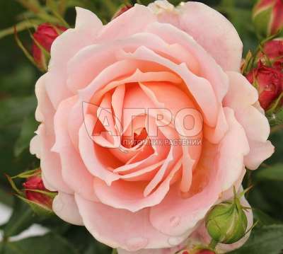 Роза Флорибунда Кремоза, Пастельно-розовая