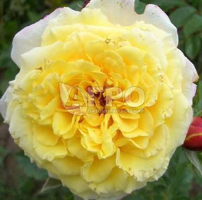 Роза Флорибунда Ругельда-360, Лимонно-желтая