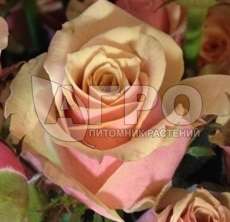 Роза Чайно-гибридная Антигуа, Желто-розовая