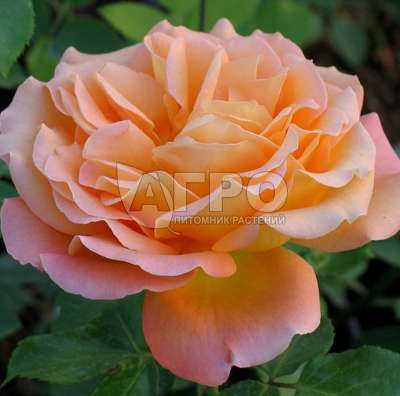 Роза Чайно-гибридная Гонолулу, Розово-оранжевая