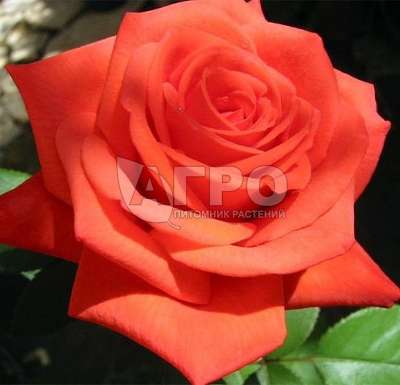 Роза Чайно-гибридная Корвет, оранжево-красная