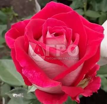 Роза Чайно-гибридная Люксор, Темно-малиновая со светлой изнанкой