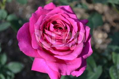 Роза Чайно-гибридная Биг Парпл, Пурпурная