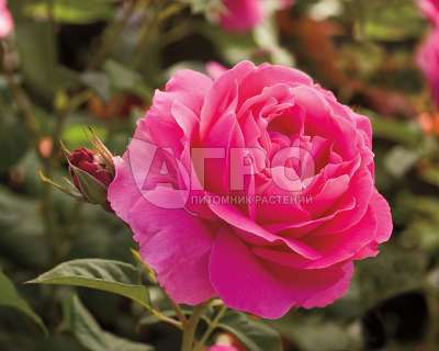 Роза Чайно-гибридная Гранд Дама, Темно-розовая