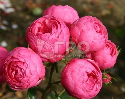 Роза Флорибунда Помпонелла, Темно-розовая